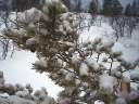 Schnee auf den Zweigen