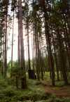 Wald mit Plumpsklo