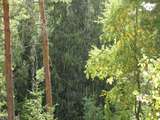 Regenschauer im Wald