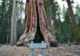 Sequoia tree